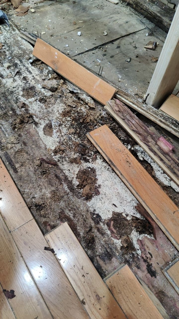 Mold Damage by Accountable Home Services