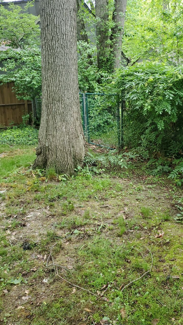 Tree Trimming using Tree Pruing by Mike Jones & Sons Tree Service LLC 