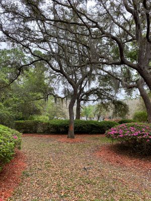 Deerwood Resident | Tree Removal
