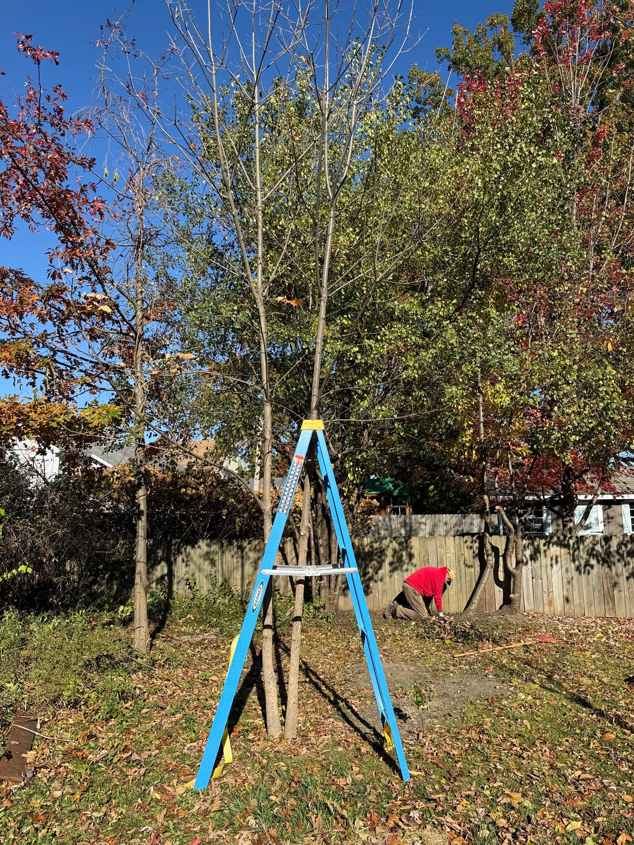 Cottage Maintenance by Elm Rose Gardens
