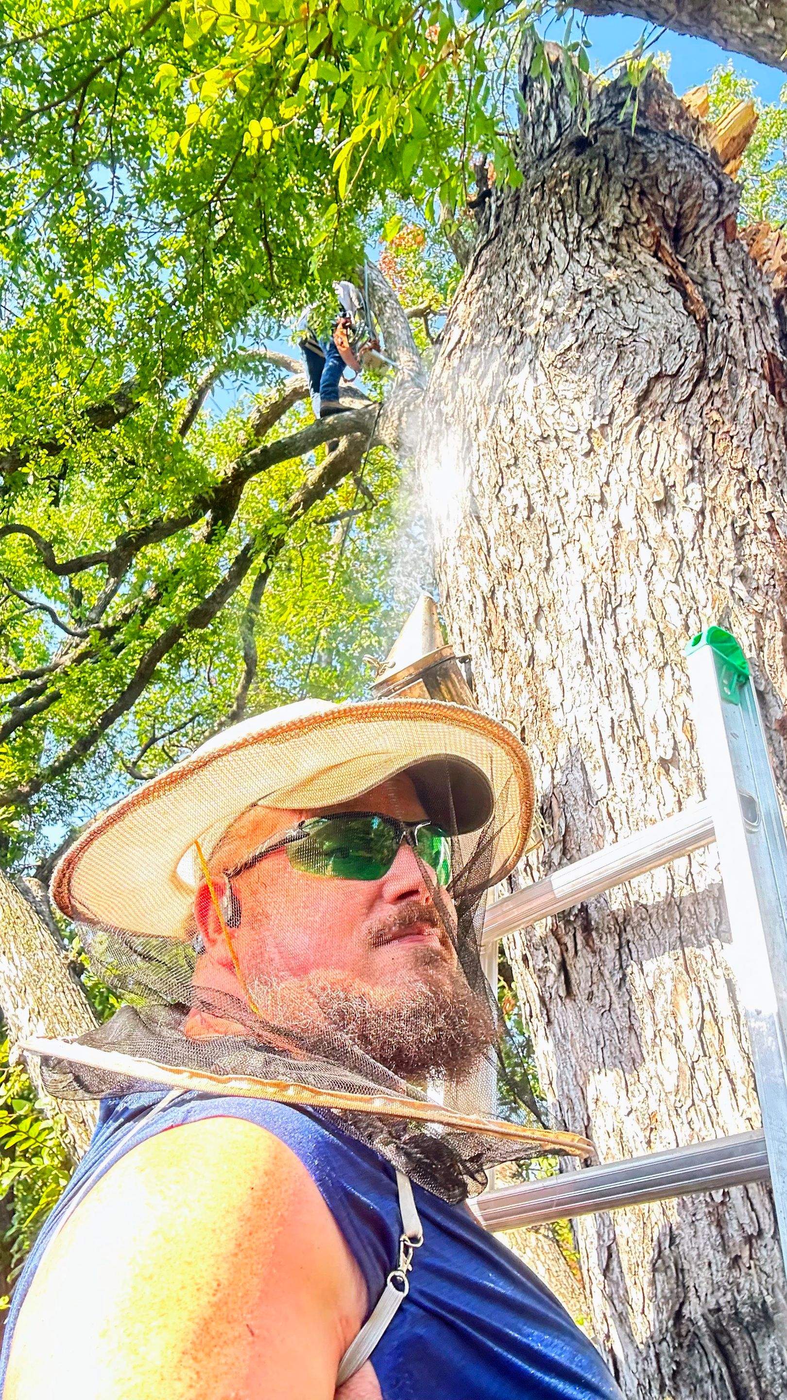 Tree Service Help  by Rockwall Honey Bee Company