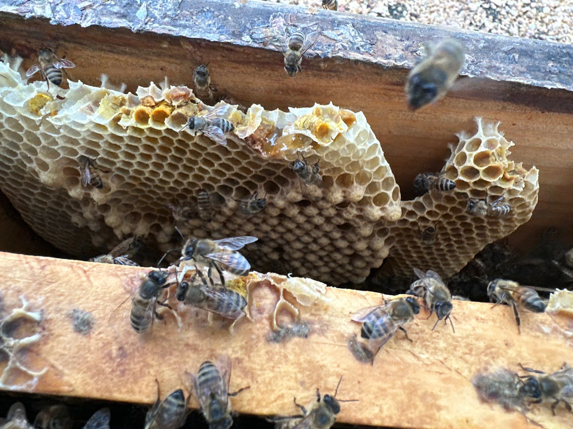 Richdardson Corporate Bees by Rockwall Honey Bee Company