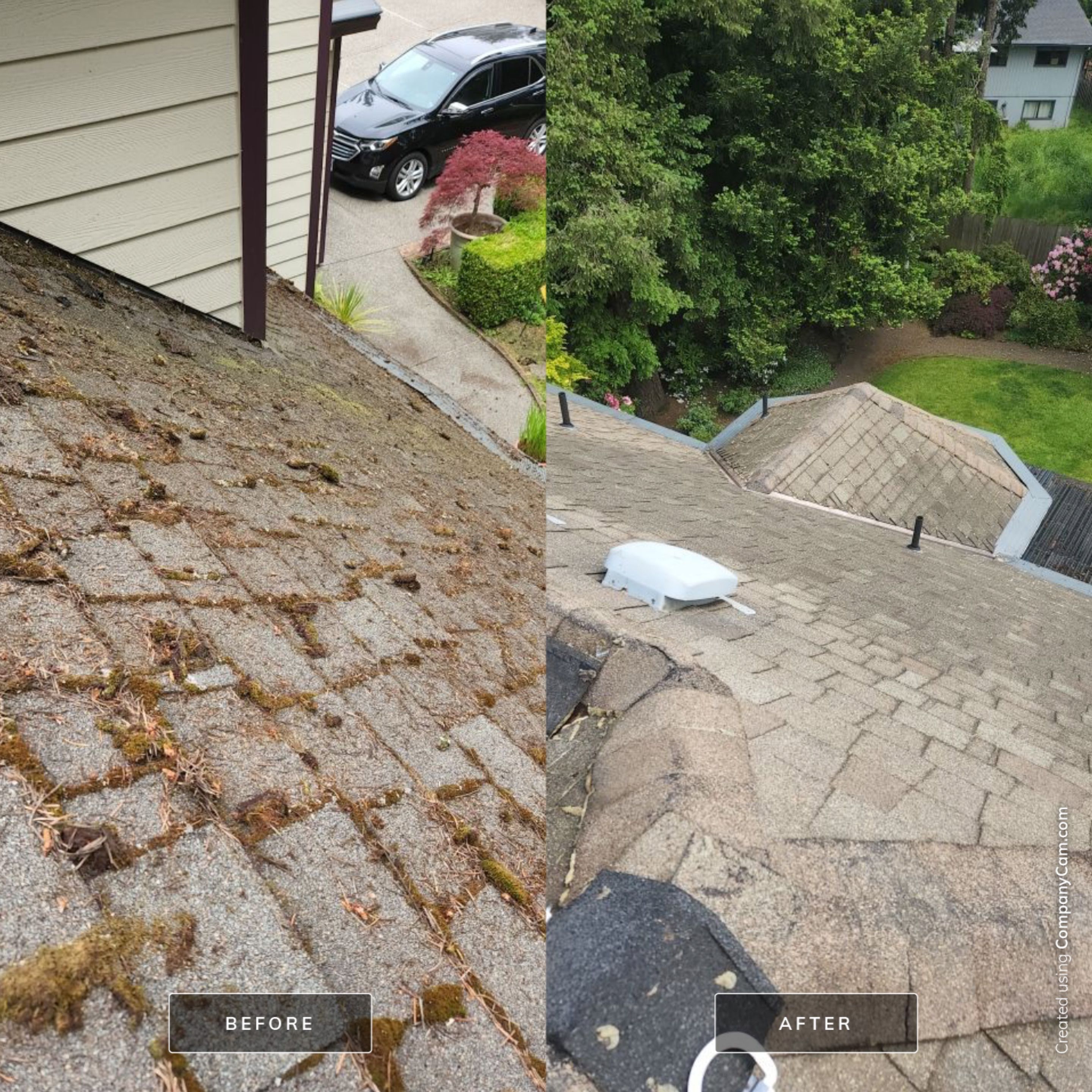 Moss Treatment using Biocide by Willamette Outdoor Wash LLC