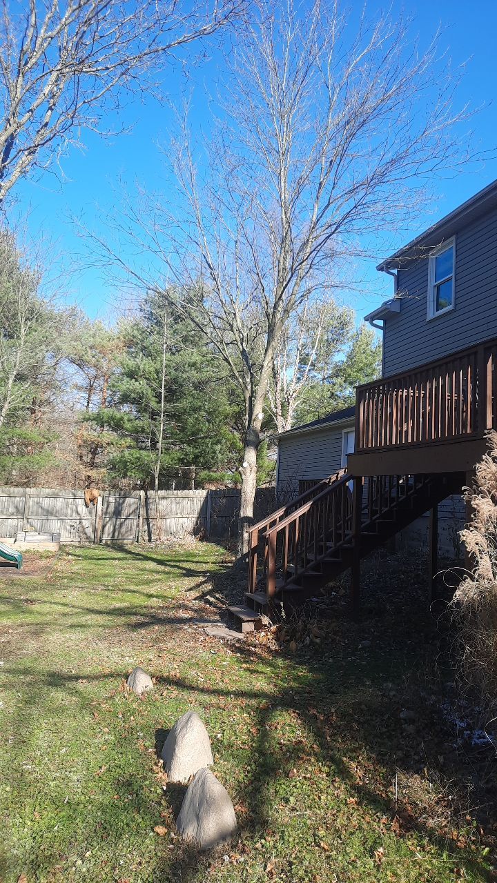 Tree Trimming using Tree Pruing by Mike Jones & Sons Tree Service LLC 