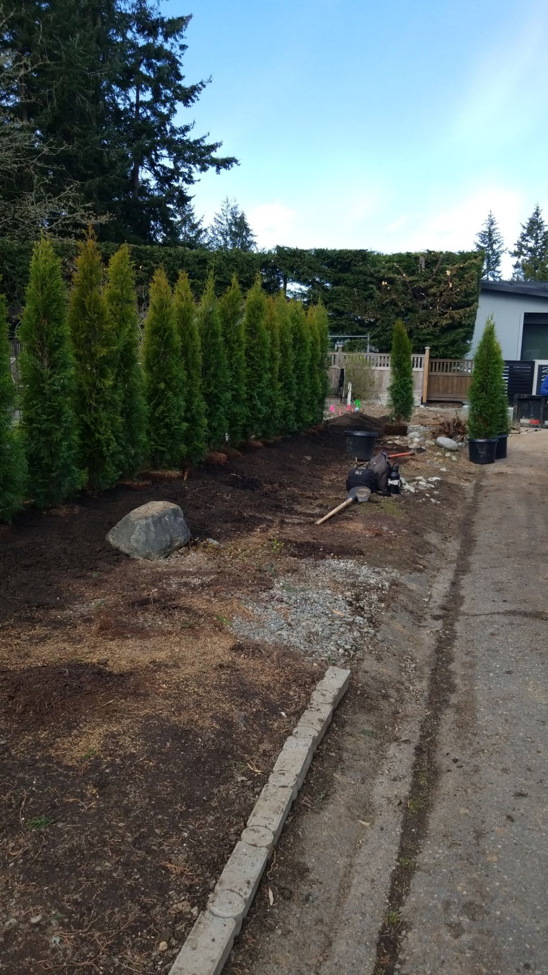 Emerald Cedar Hedge and Irrigation Installation – Enhancing a West Coast Front Yard by Habanero Garden and Exterior Care