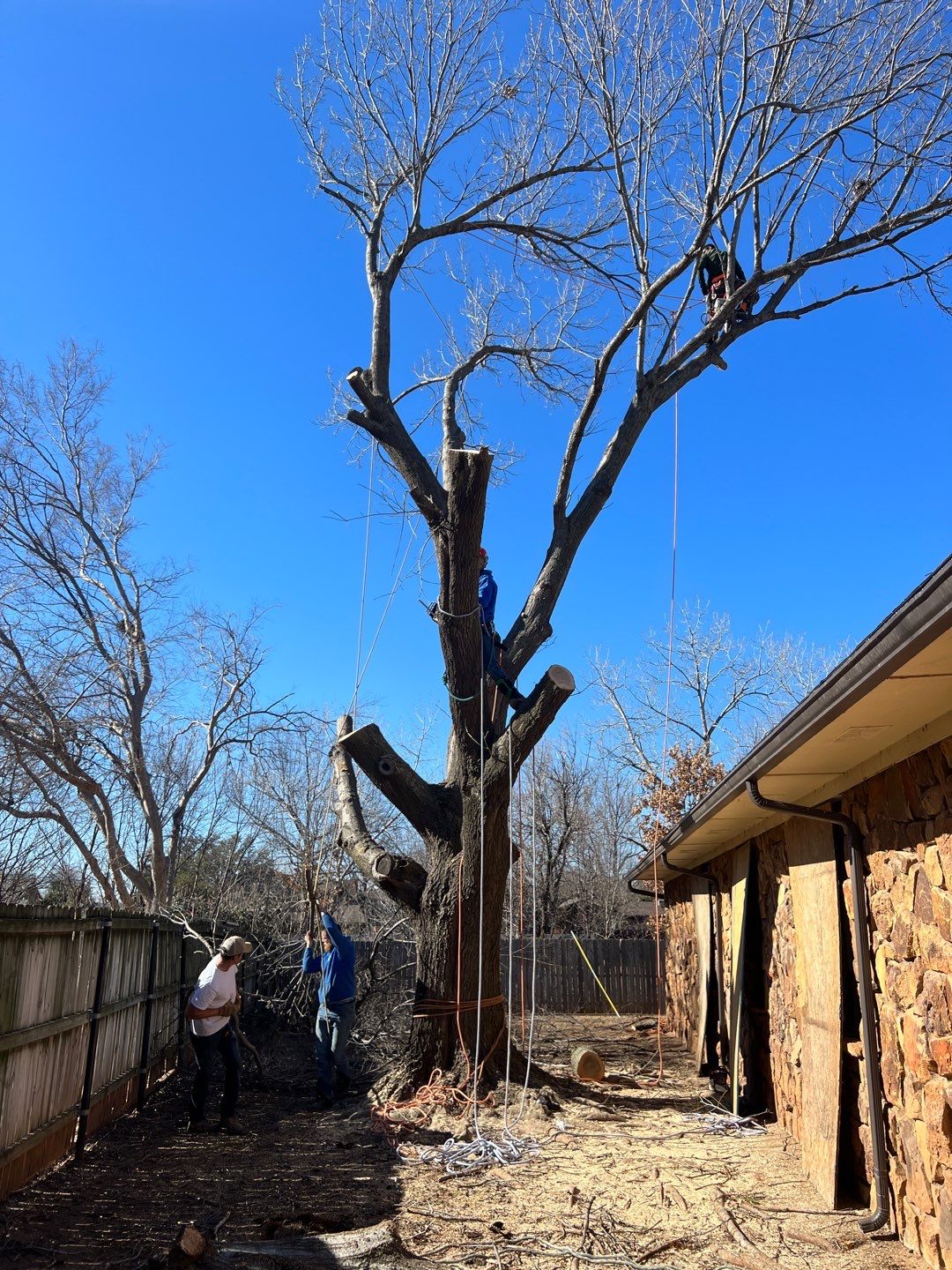 Large Oak Removal by Clays Services Inc