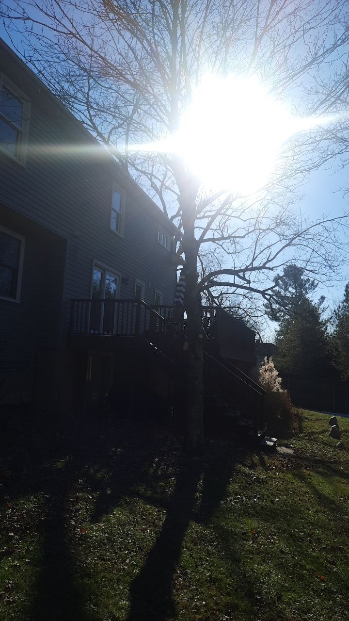 Tree Trimming using Tree Pruing by Mike Jones & Sons Tree Service LLC 