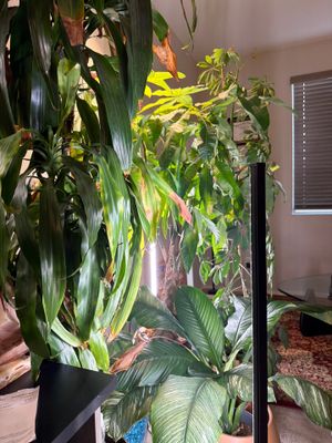 Professional Home Office Setup and Indoor Plant Arrangement in Phoenix