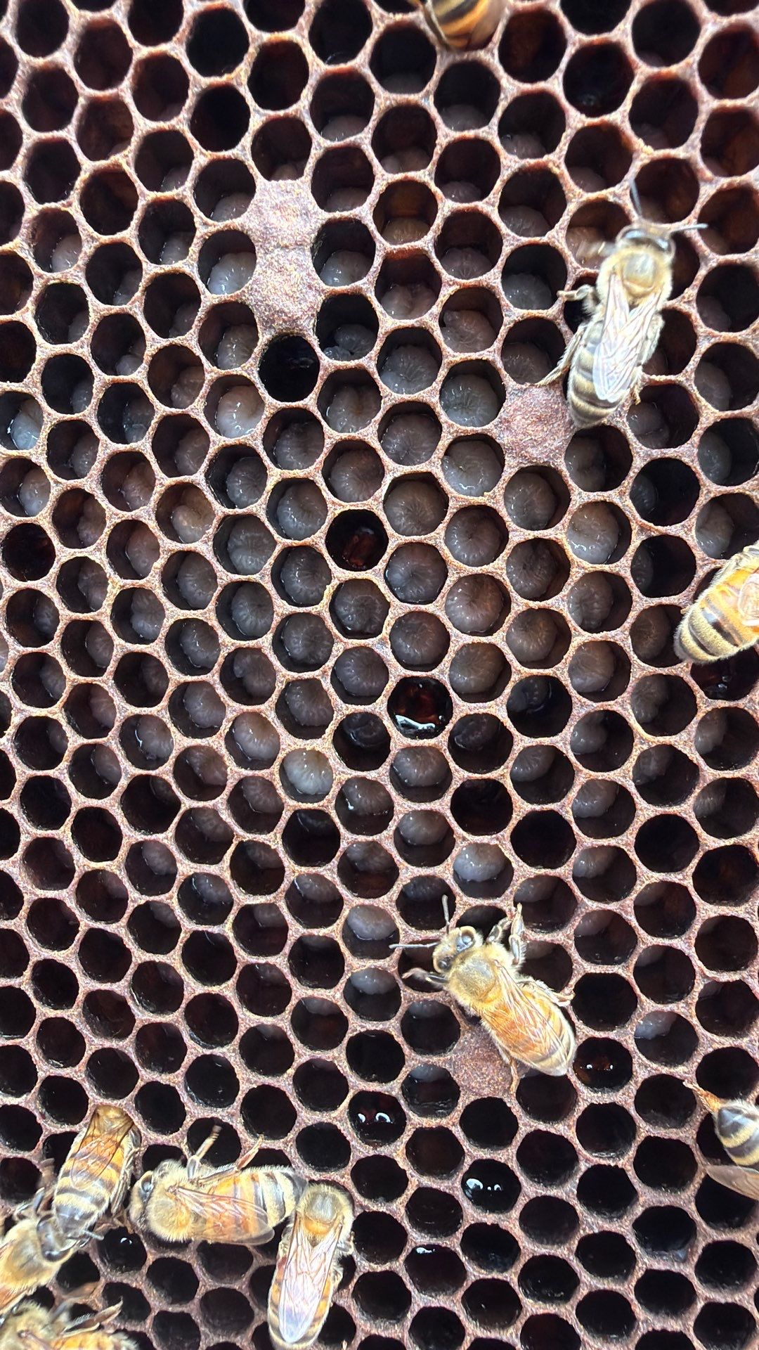 Commercial Rooftop Colony by Rockwall Honey Bee Company