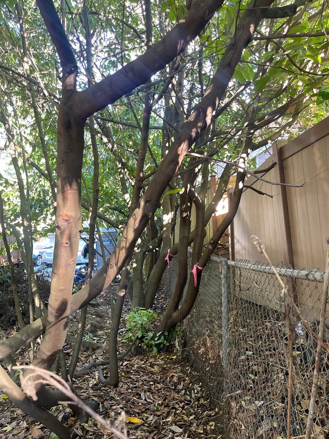 Tree Removal using Tree Removal by Mike Jones & Sons Tree Service LLC 