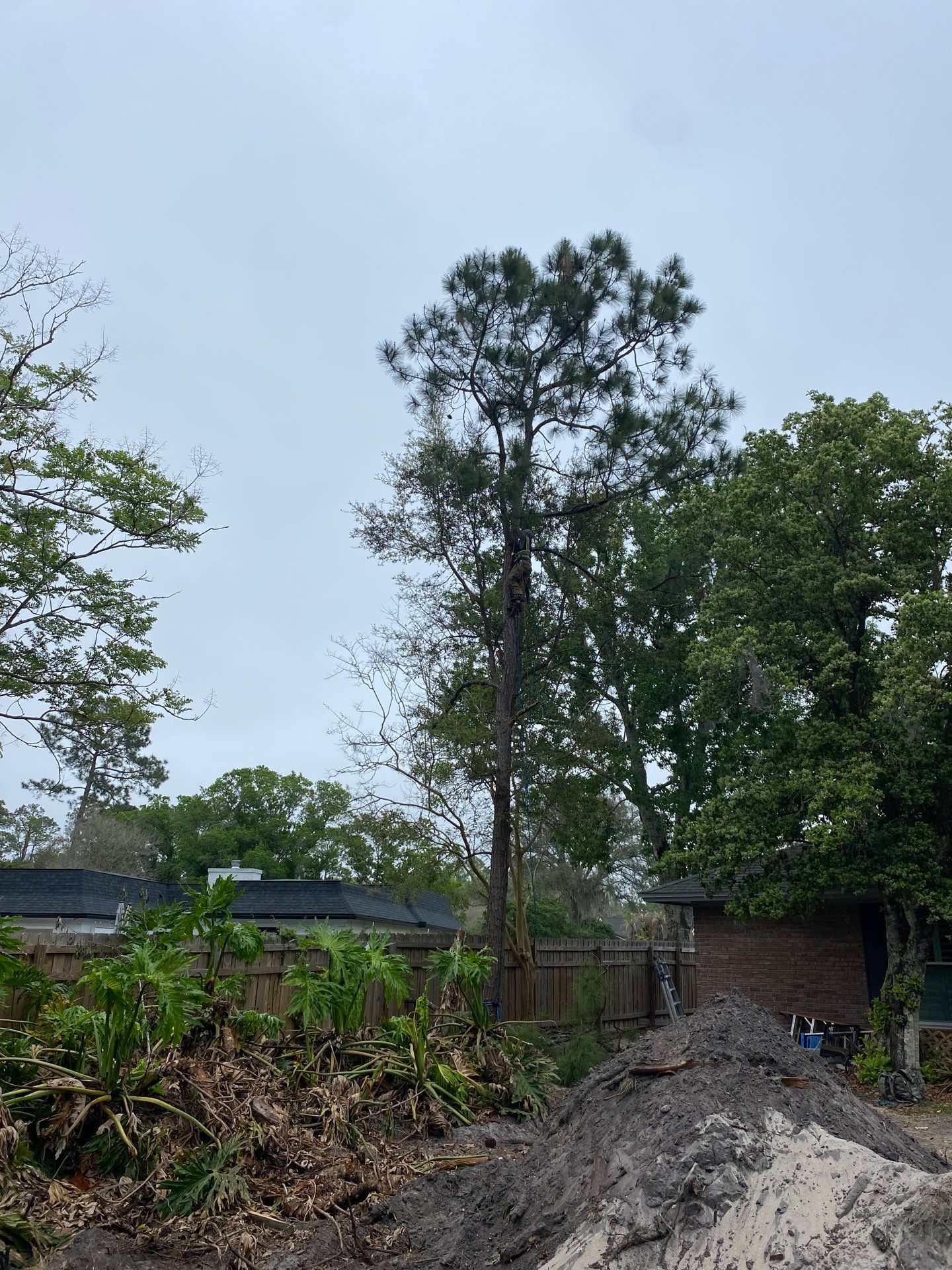 Deerwood Resident | Tree Removal by ProGreen Services