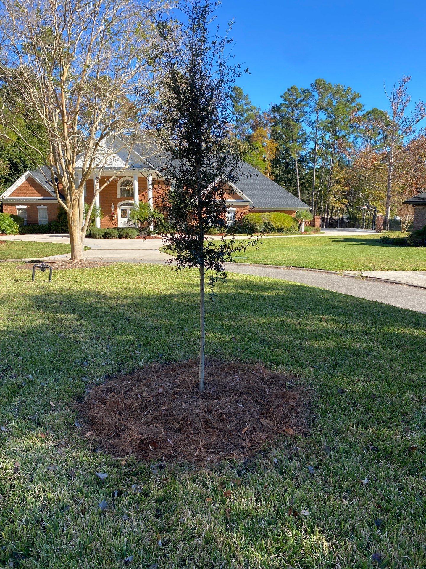 Deerwood Community | Oak Tree Replacement Project by ProGreen Services