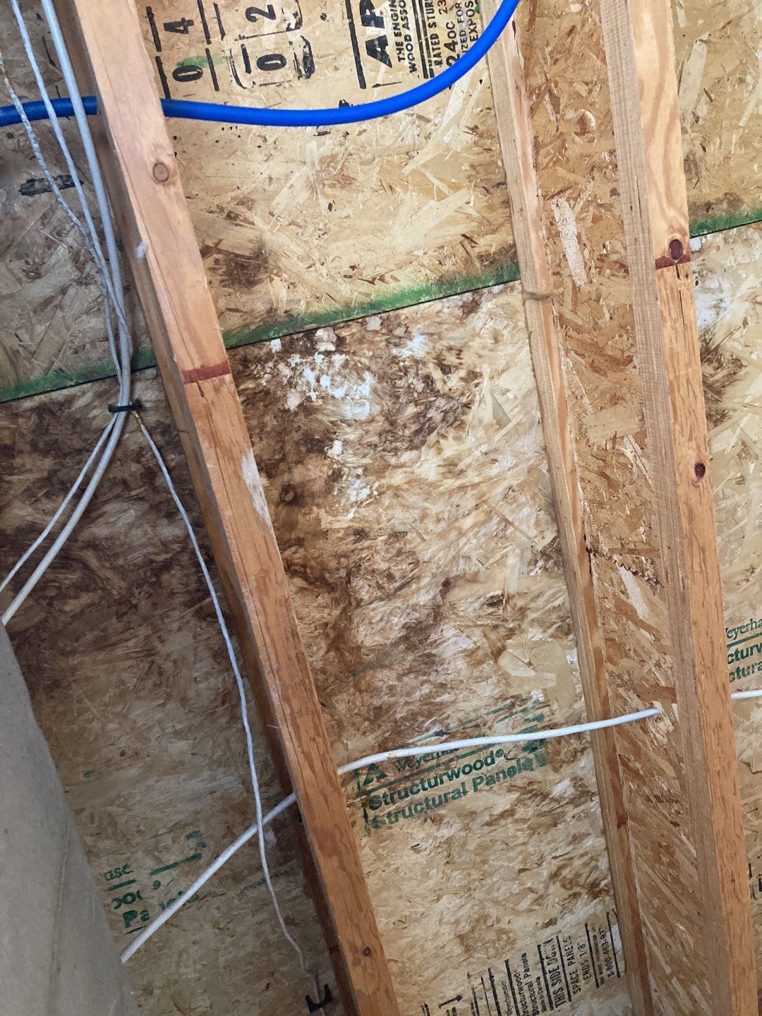 Mold Remediation in Kitchen by Accountable Home Services