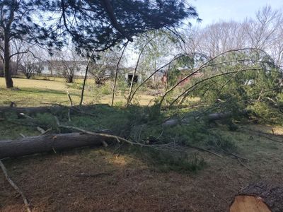 Tree Removal using Tree Removal