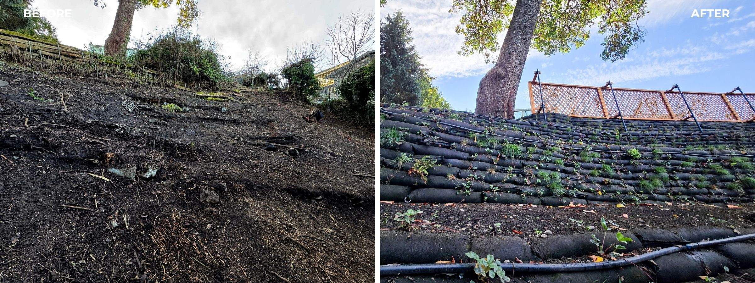 Georgia Park Terrace — Living Slope Transformation by Habanero Landscape Solutions