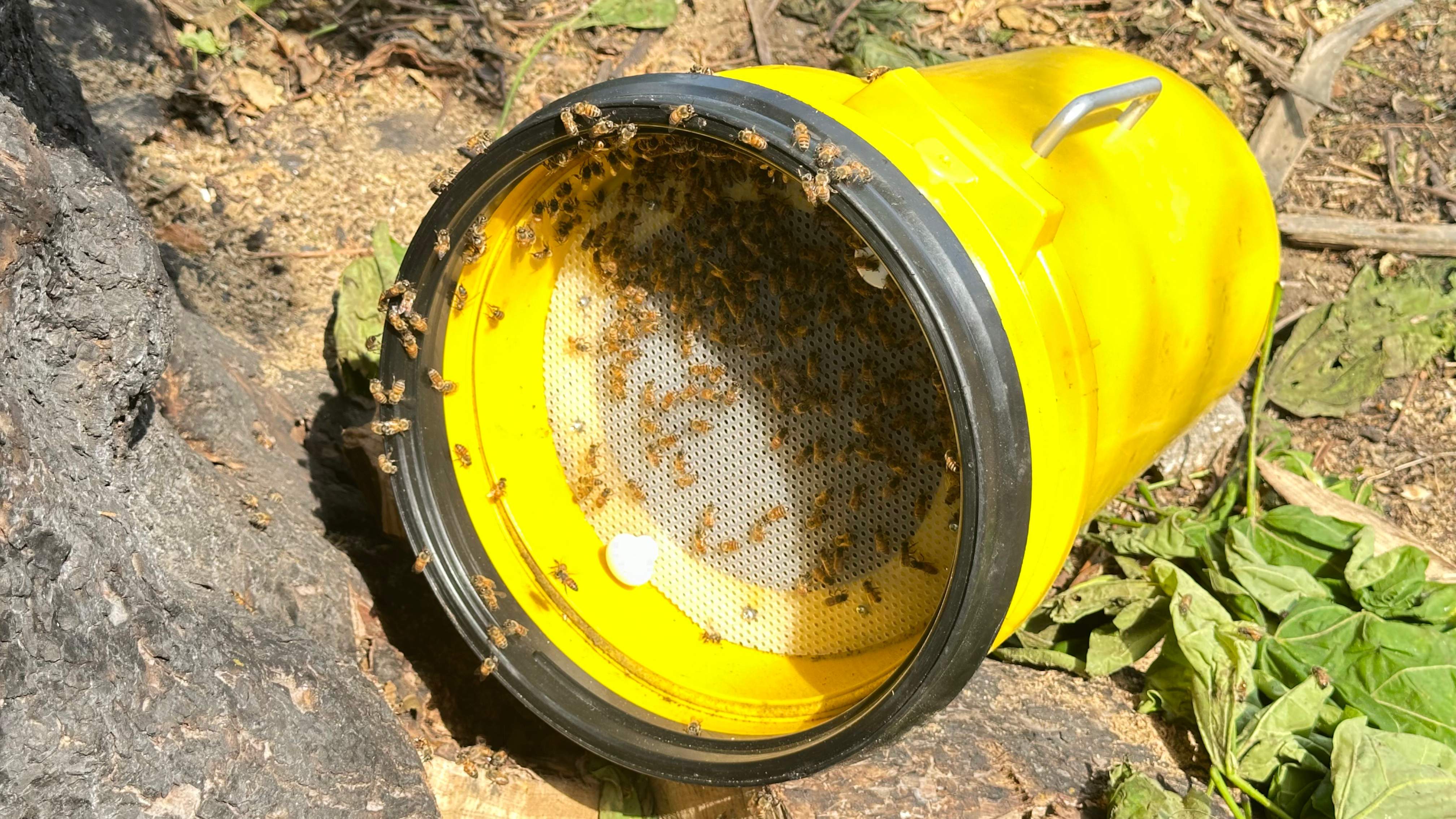 City Tree Company  by Rockwall Honey Bee Company