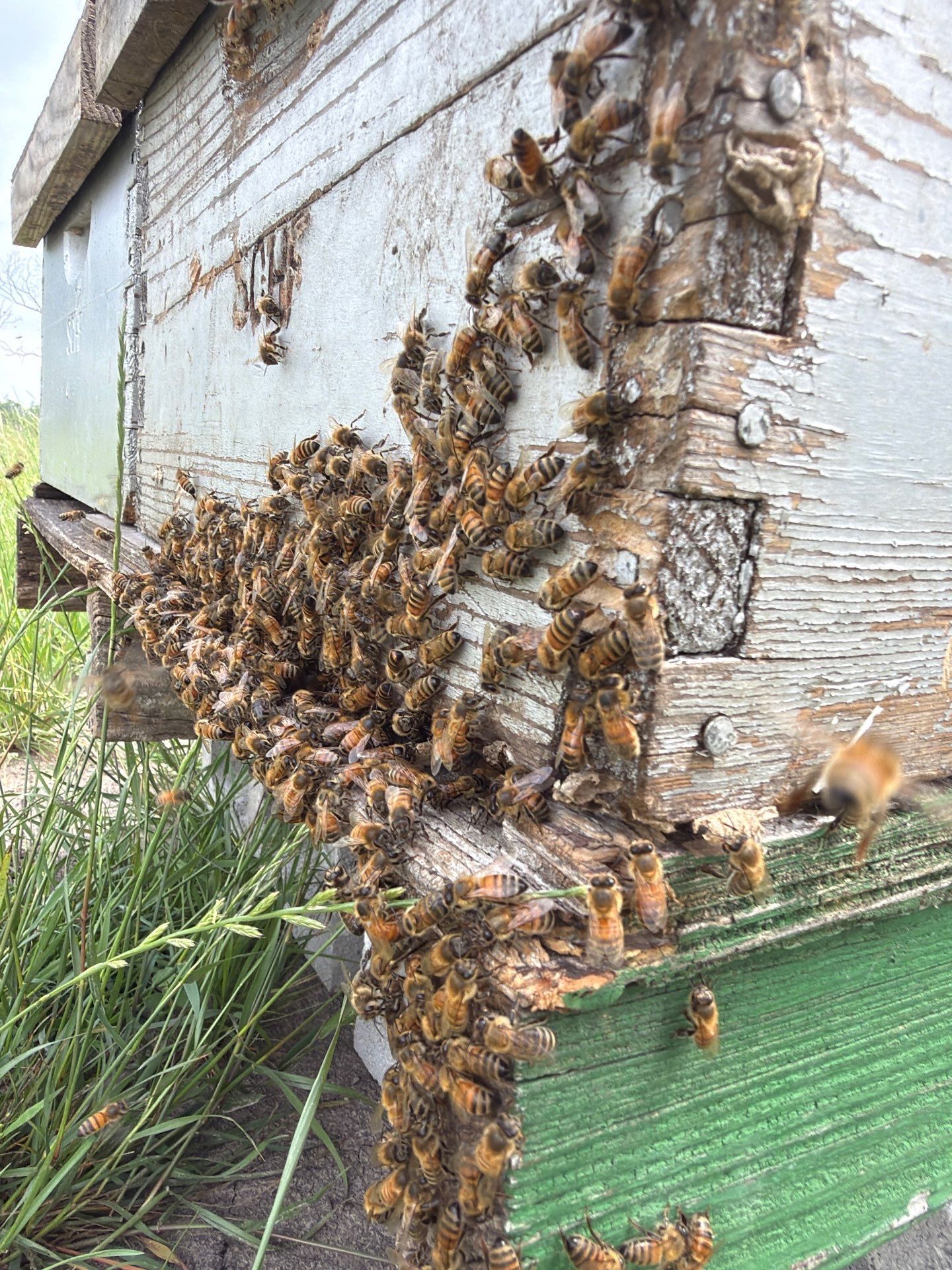 Exemption in Royse City, TX by Rockwall Honey Bee Company