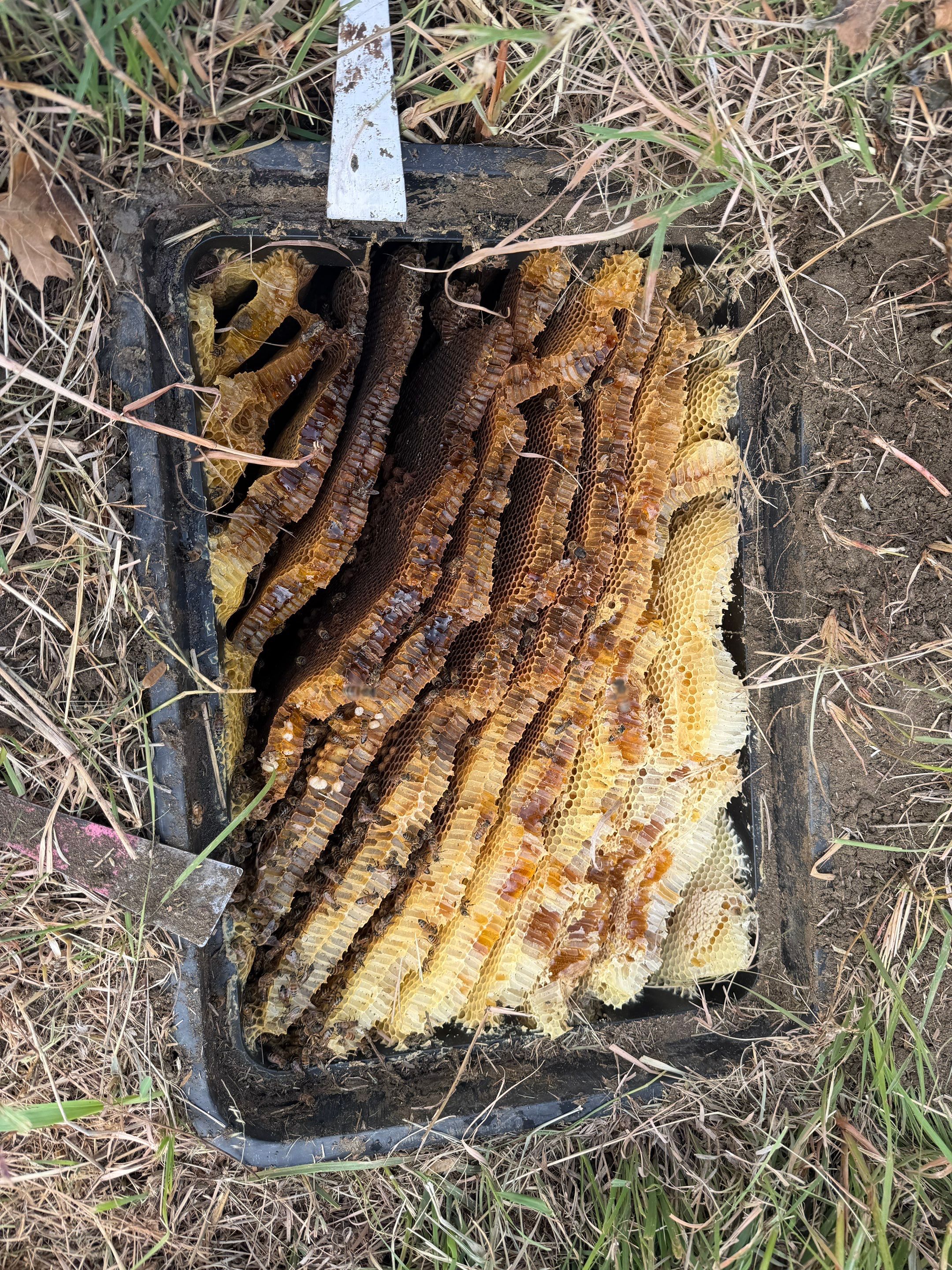 PGA GOLF COURSE by Rockwall Honey Bee Company