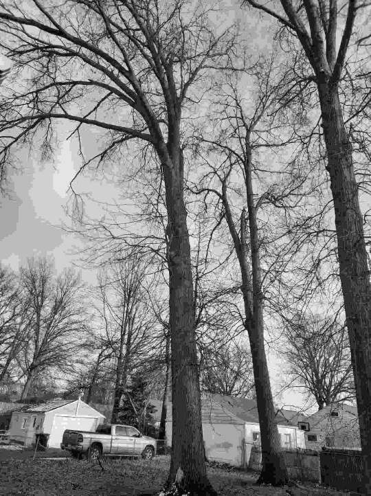 Tree Trimming using Tree Pruing by Mike Jones & Sons Tree Service LLC 