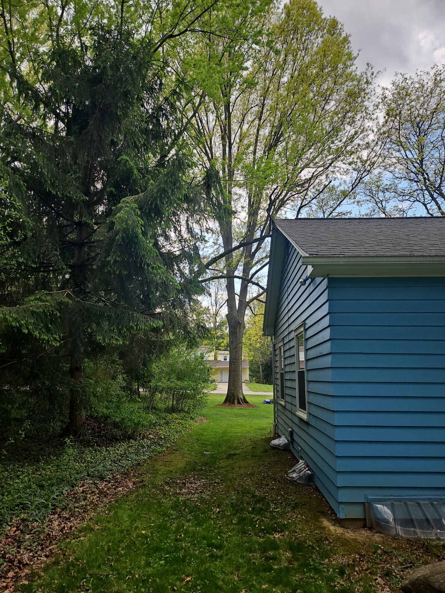 Tree Trimming using Tree Pruing by Mike Jones & Sons Tree Service LLC 