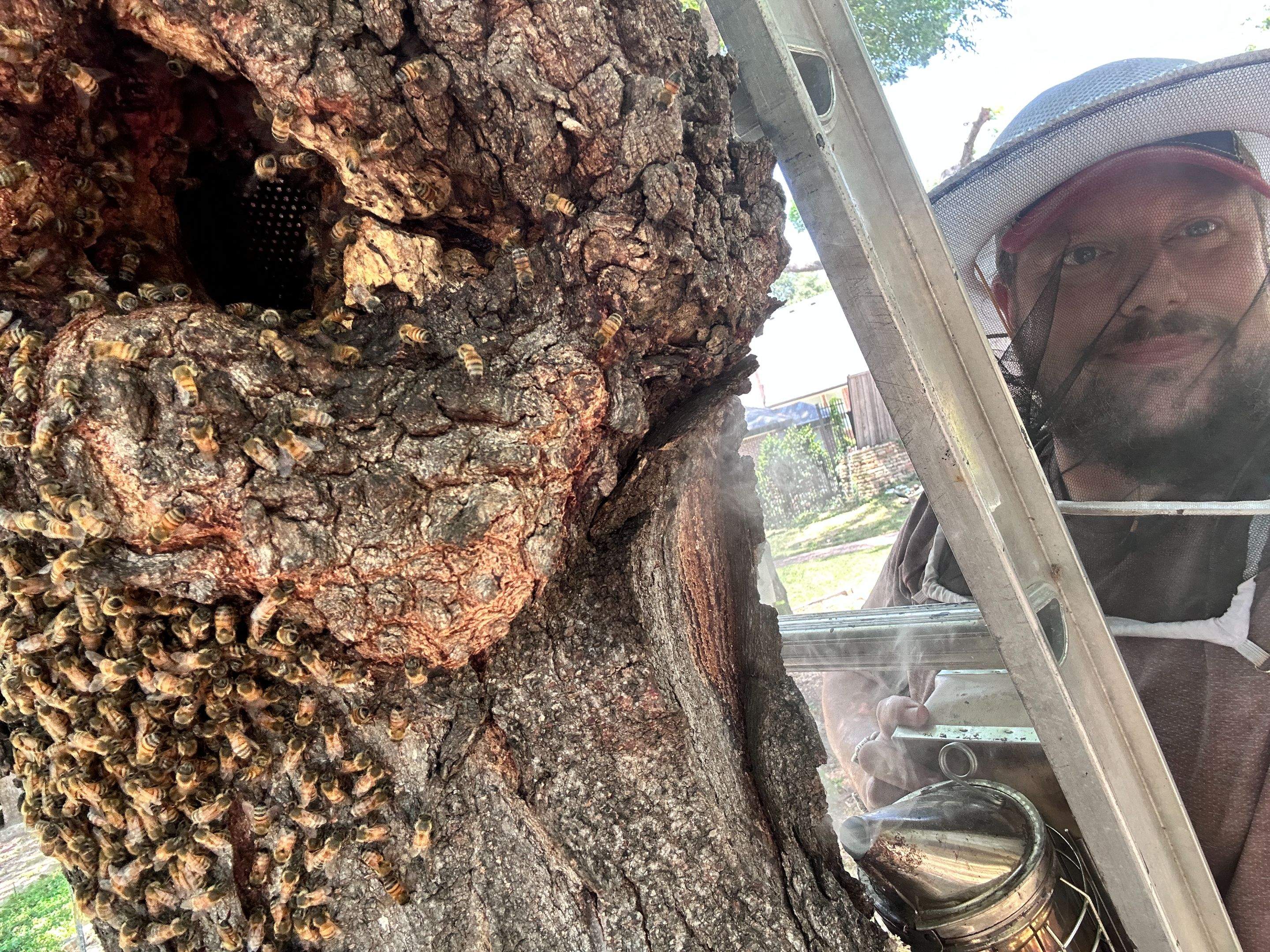 Two More Trees, One More Yard by Rockwall Honey Bee Company