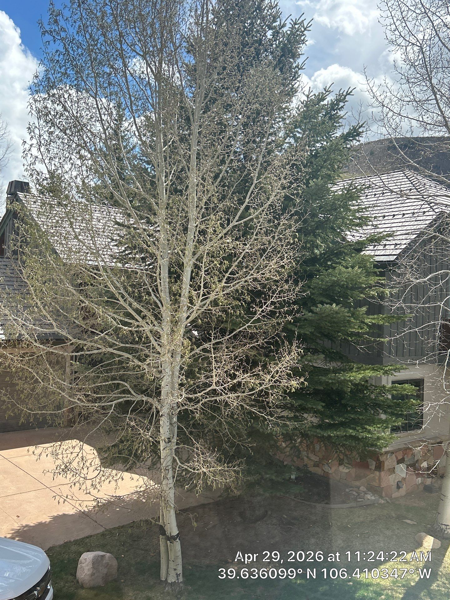Residential Aspen Tree Removal and Roof System Maintenance in Vail by CompanyCam Sales Demo