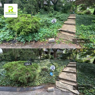 Landscape Cleanup, Removal and Treatment of Sapplings