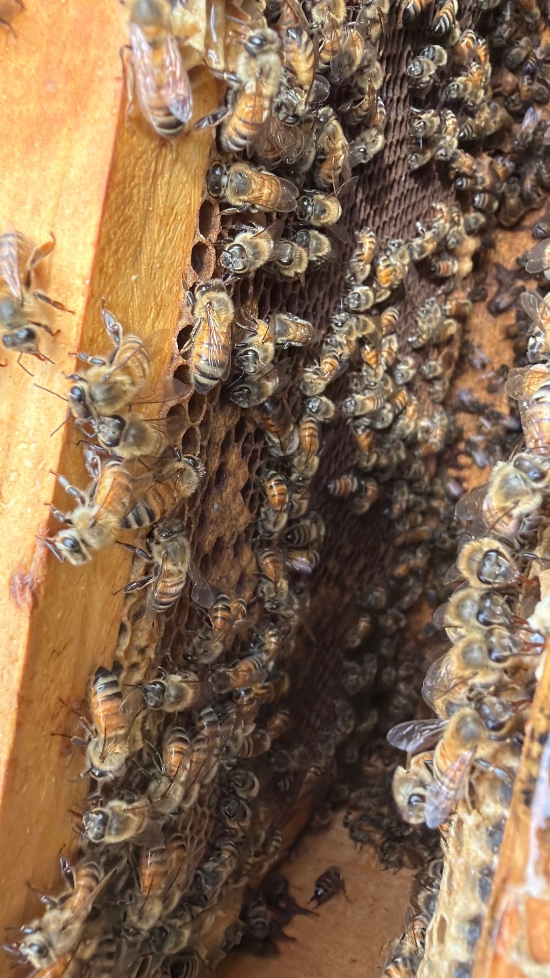A Corp. HQ by Rockwall Honey Bee Company