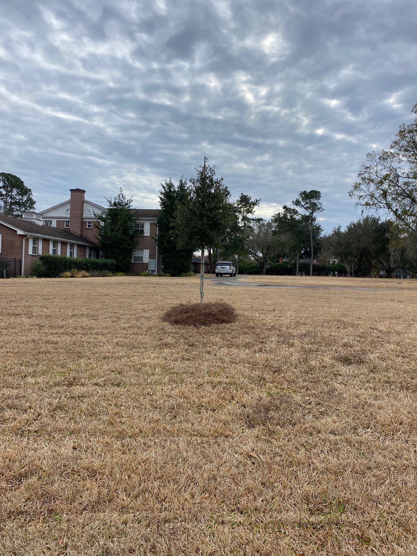 Deerwood Resident | Tree Install by ProGreen Services