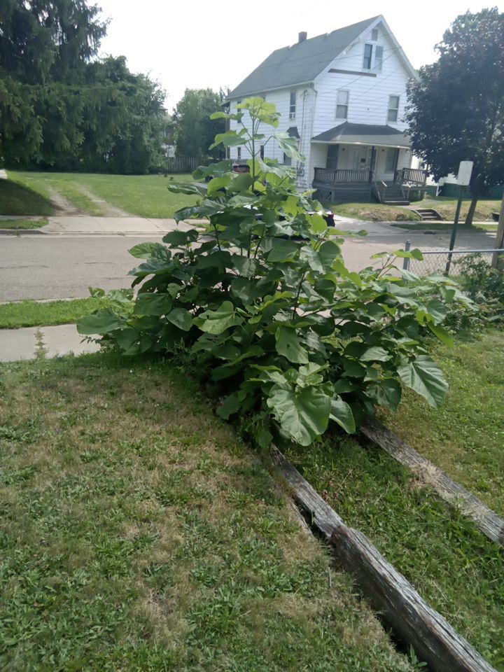 Tree Removal using Tree Removal by Mike Jones & Sons Tree Service LLC 