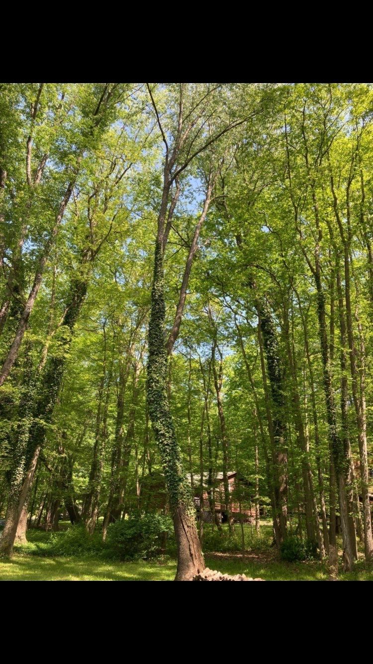 Tree Removal using Tree Removal by Mike Jones & Sons Tree Service LLC 