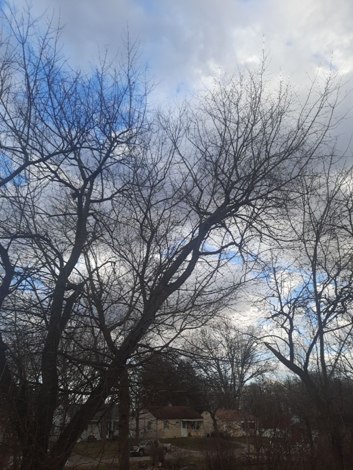 Tree Removal using Tree Removal by Mike Jones & Sons Tree Service LLC 