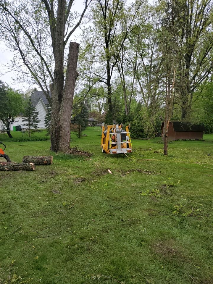 Tree Removal using Tree Removal by Mike Jones & Sons Tree Service LLC 