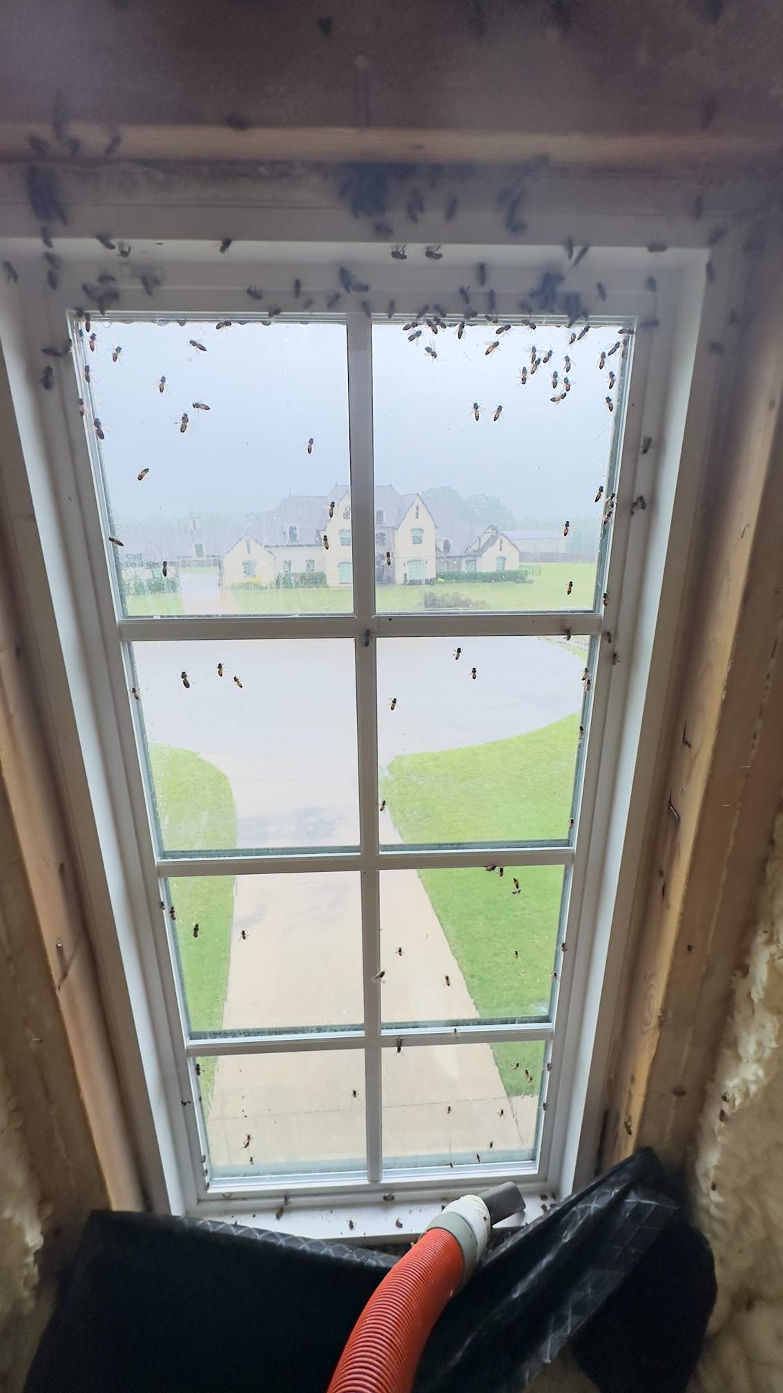 Spray Foam Chewers by Rockwall Honey Bee Company