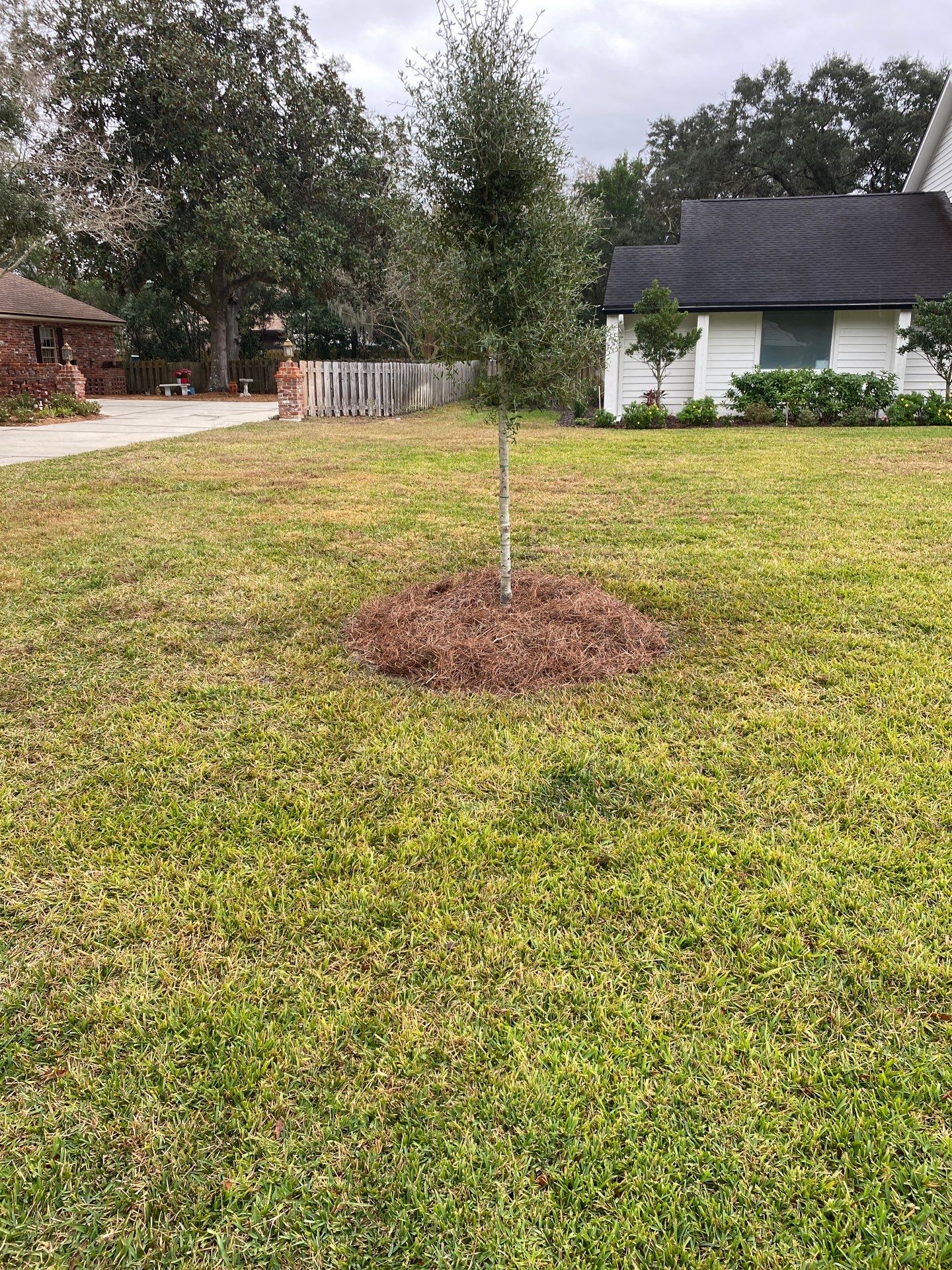 Deerwood | Live Oak Planting Project  by ProGreen Services