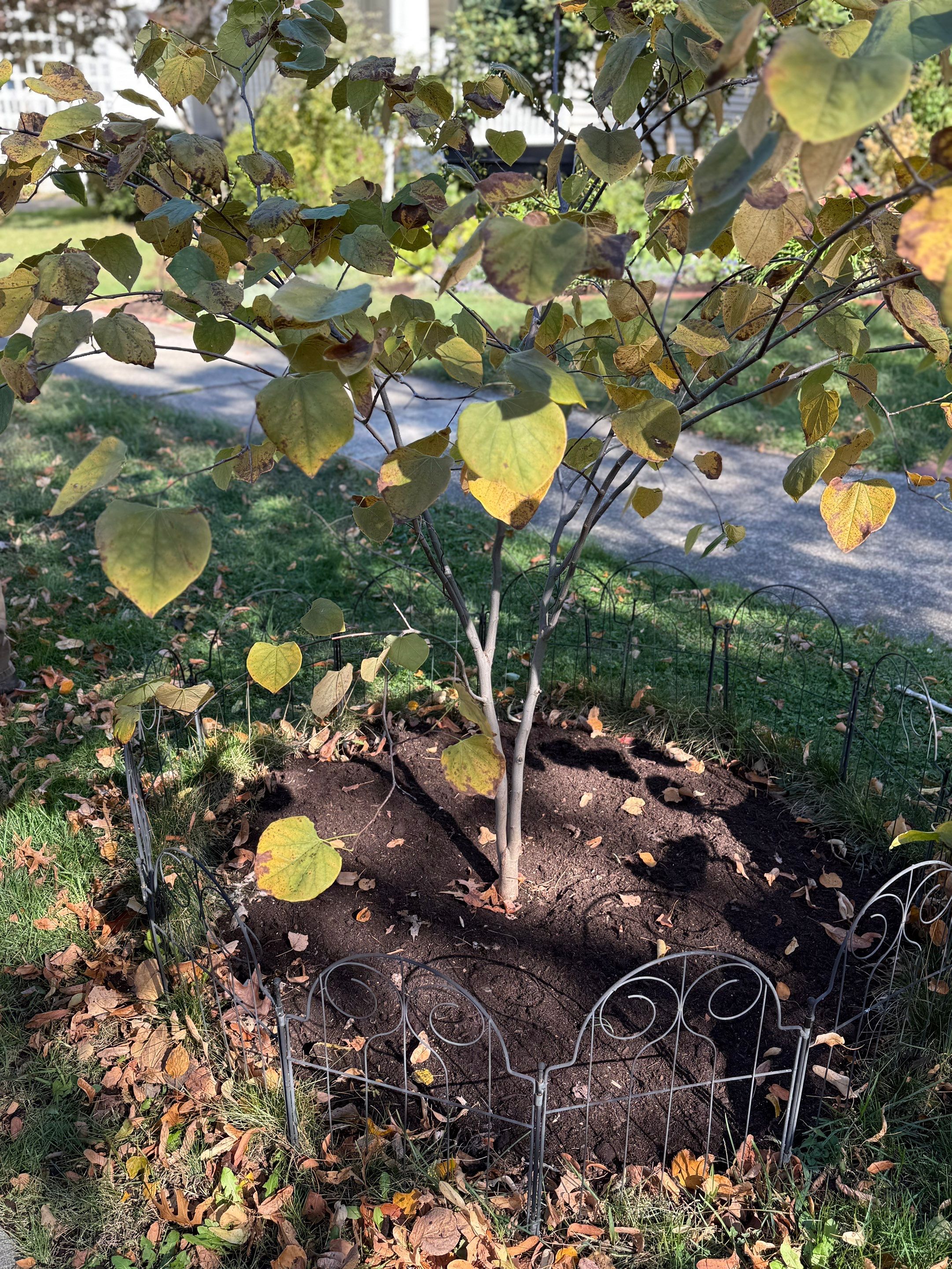 Majestic Garden Maintanance by Elm Rose Gardens