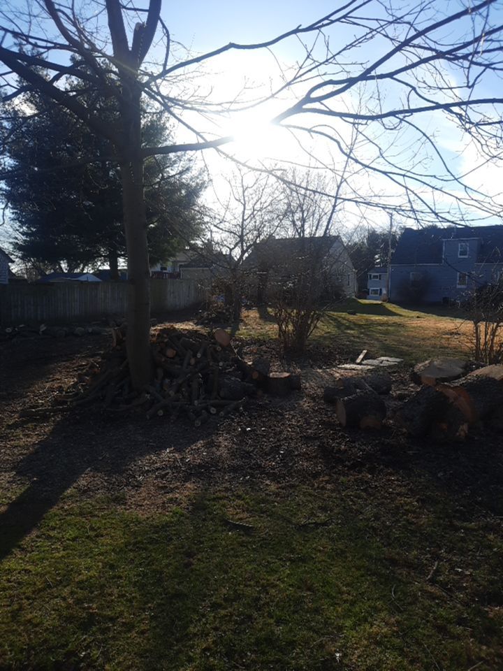 Tree Removal using Tree Removal by Mike Jones & Sons Tree Service LLC 