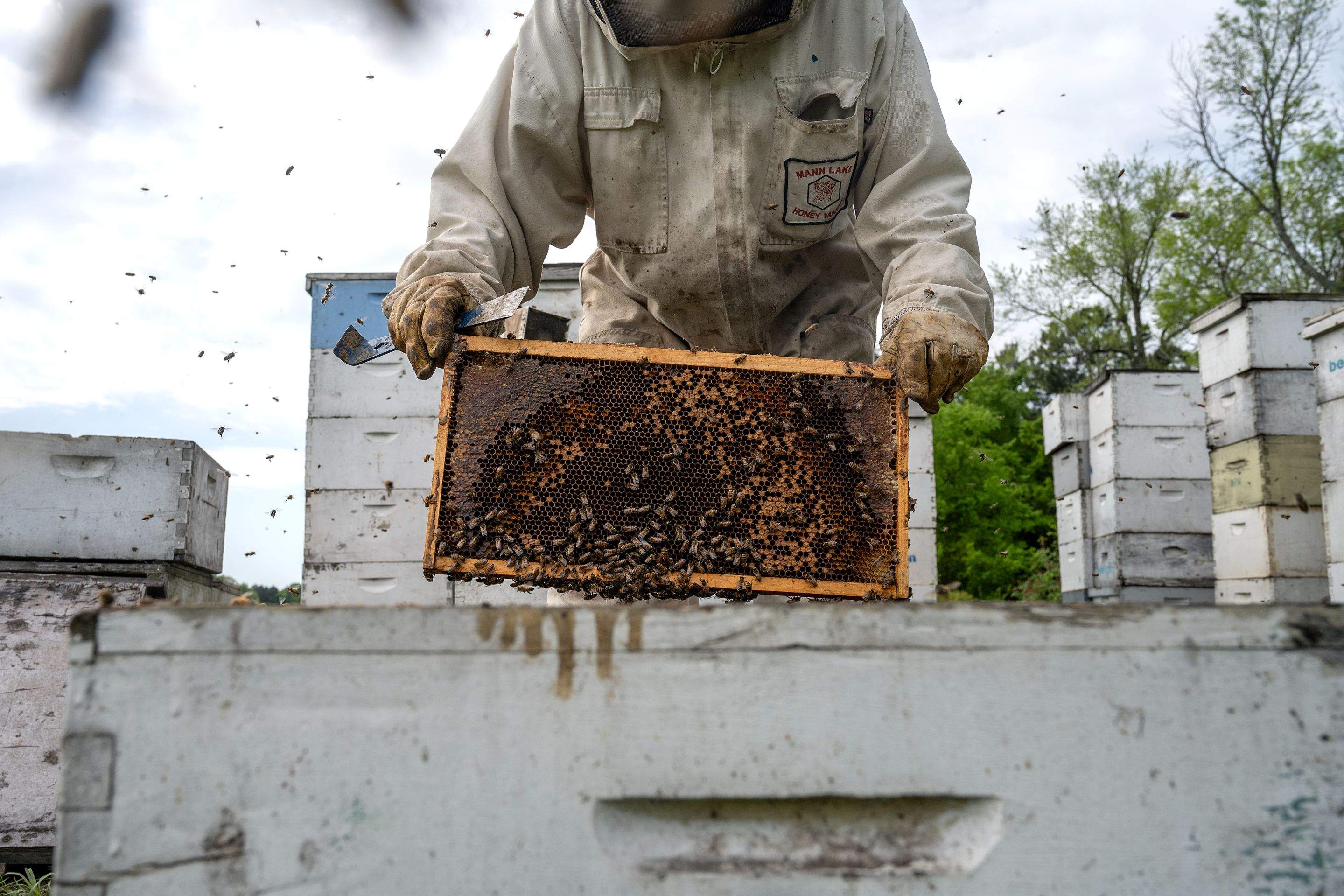 Splits in East Texas by Rockwall Honey Bee Company