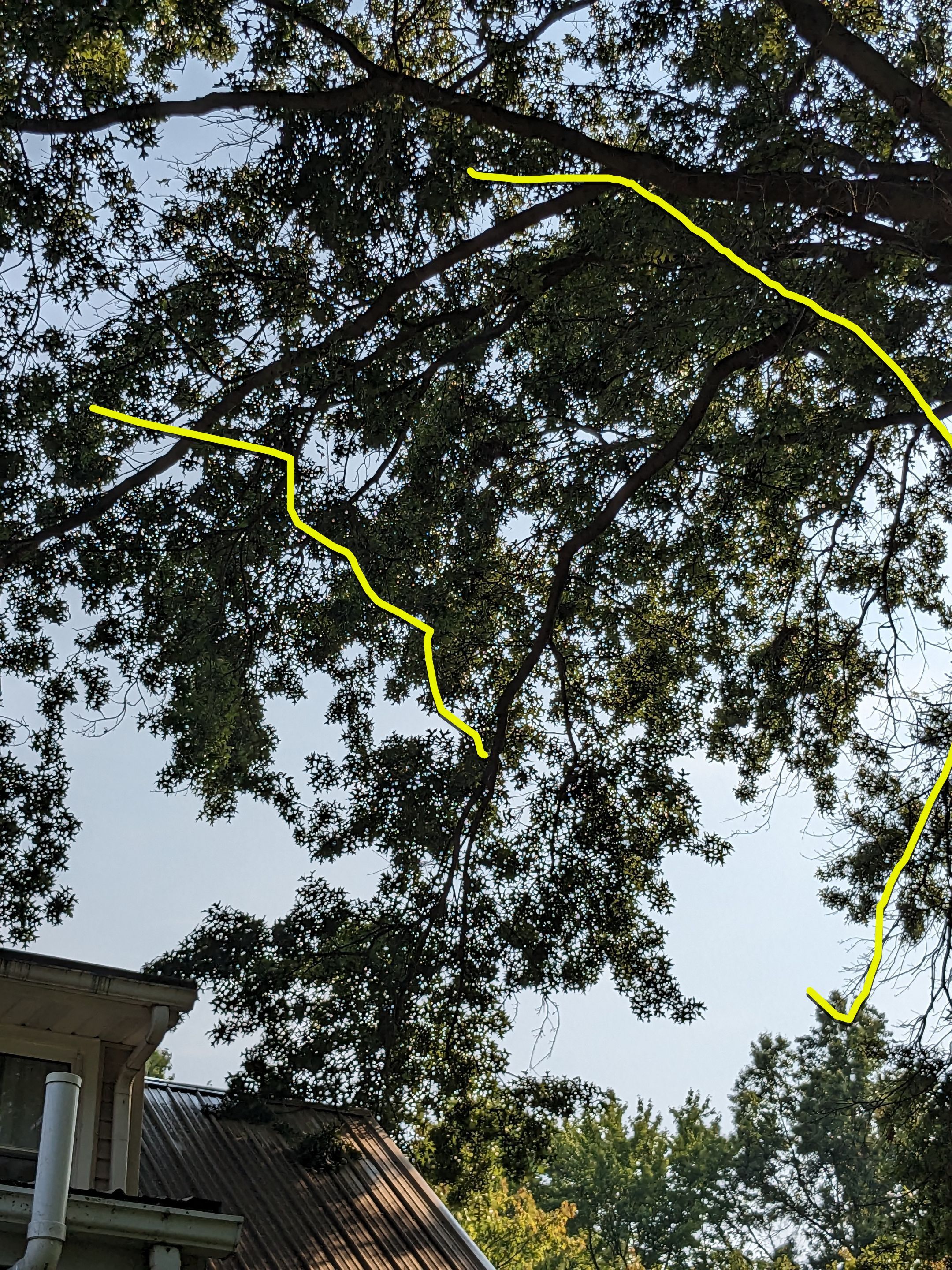 Tree Trimming using Tree Pruing by Mike Jones & Sons Tree Service LLC 