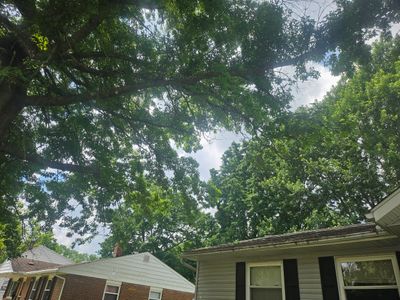 Tree Trimming using Tree Pruing