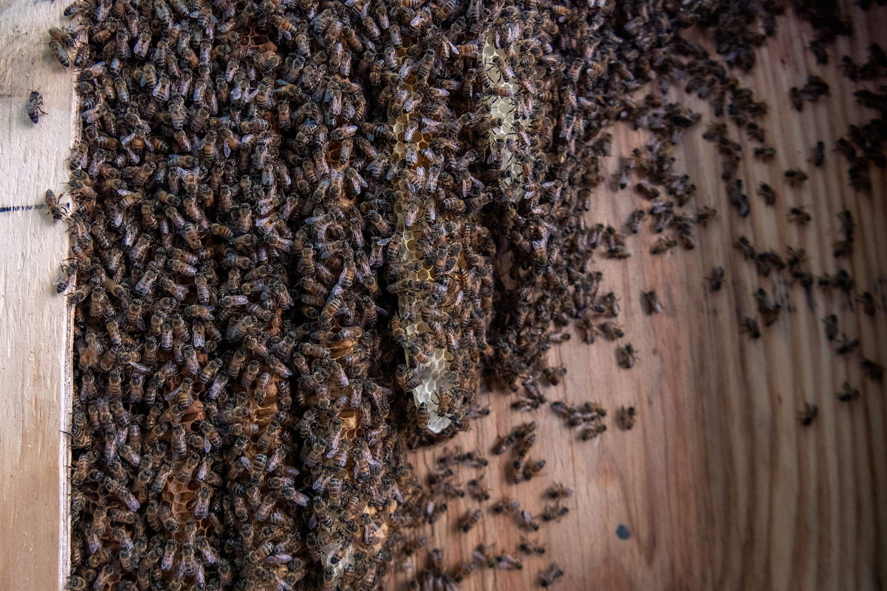 Condo Patio by Rockwall Honey Bee Company