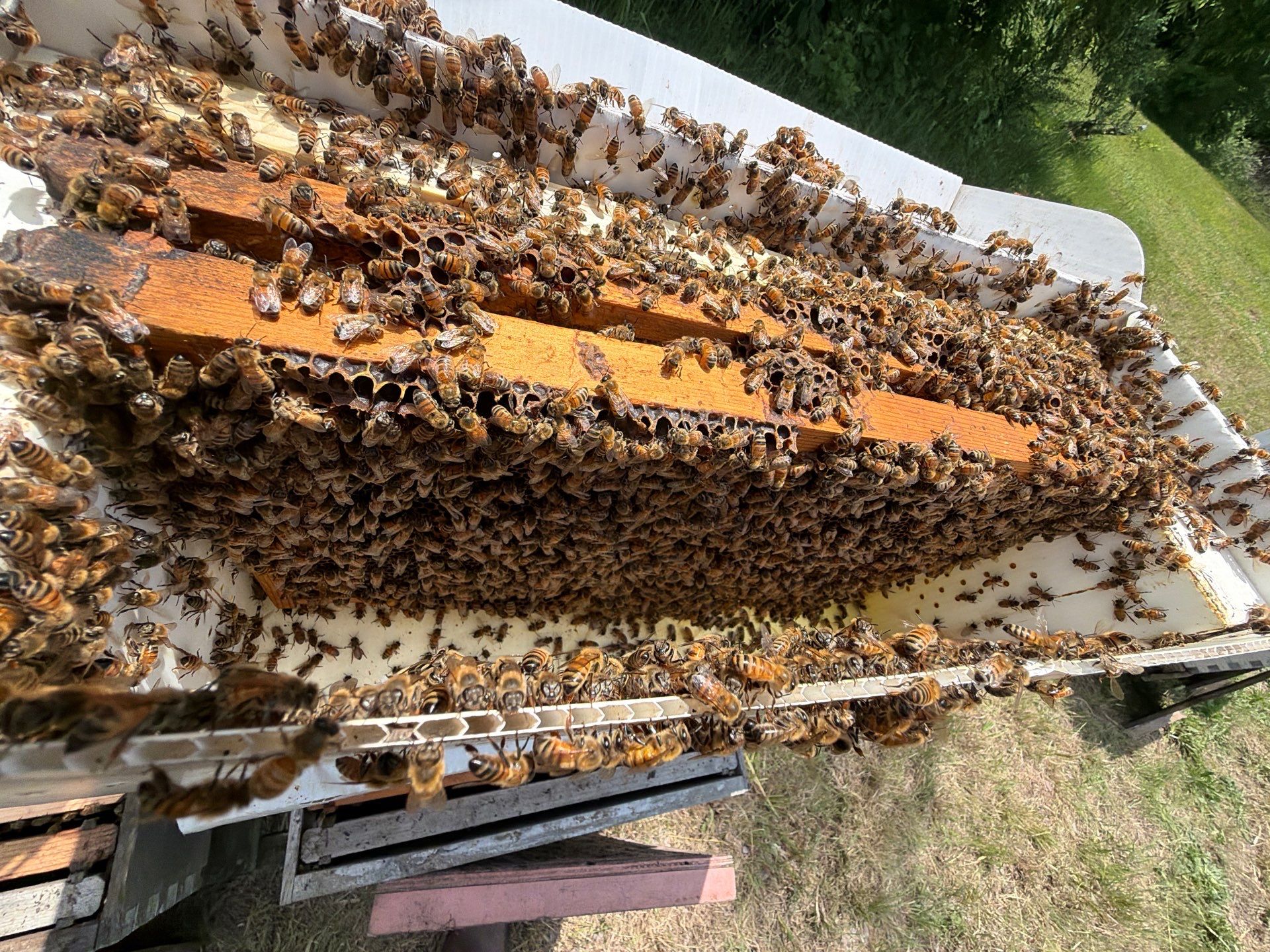 Ag. Exempt in Anna by Rockwall Honey Bee Company
