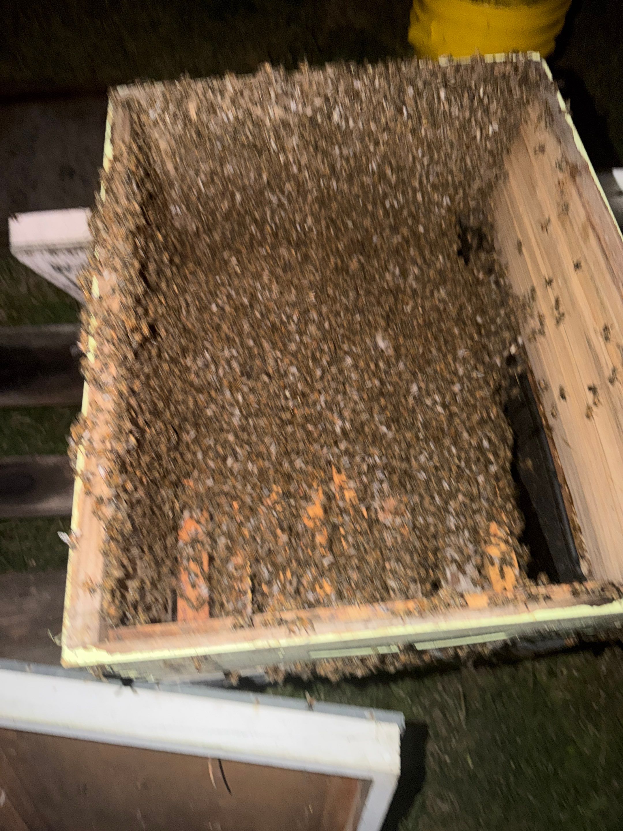 Prosperous Bees by Rockwall Honey Bee Company