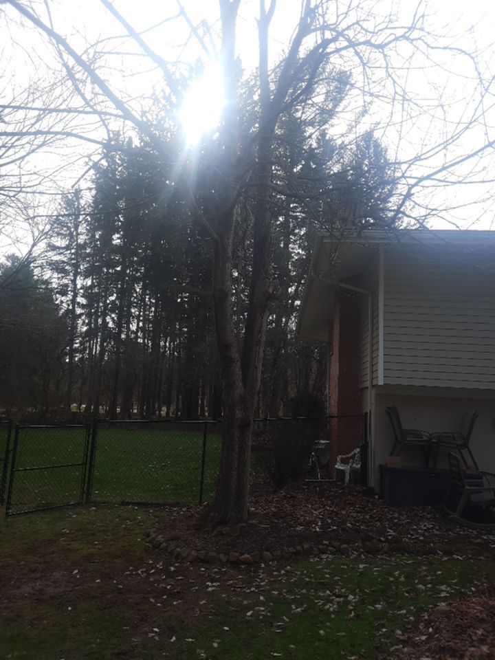 Tree Removal using Tree Removal by Mike Jones & Sons Tree Service LLC 