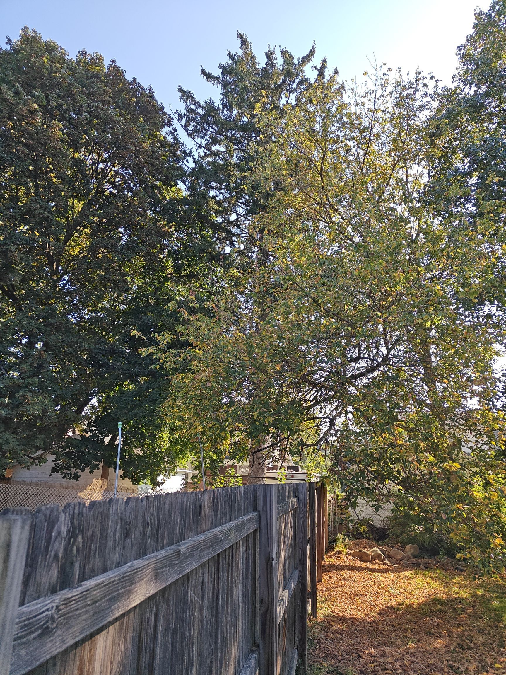 Tree Trimming using Tree Pruing by Mike Jones & Sons Tree Service LLC 