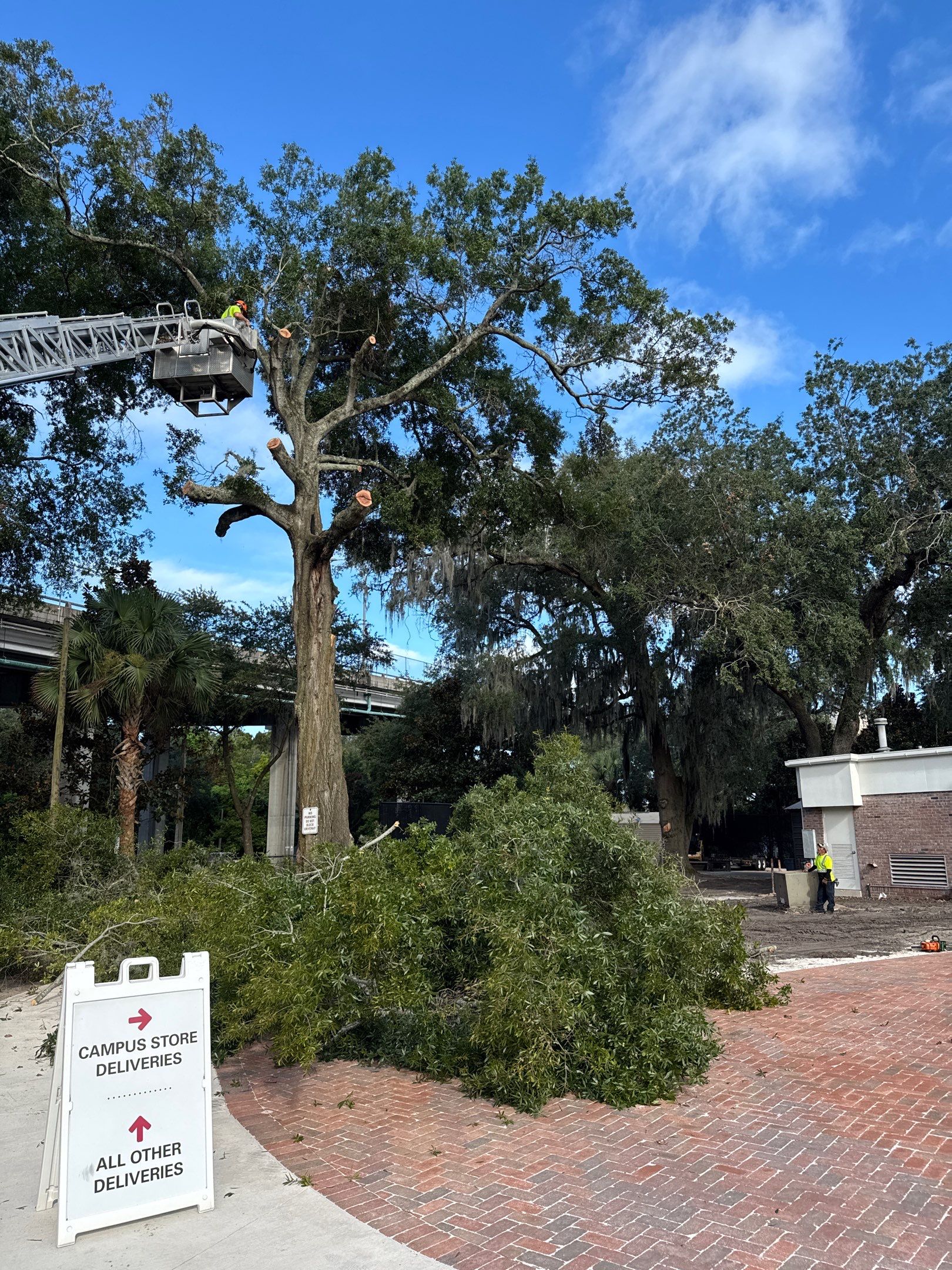 Welcome Center Tree Removal | Episcopal School of Jacksonville by ProGreen Services