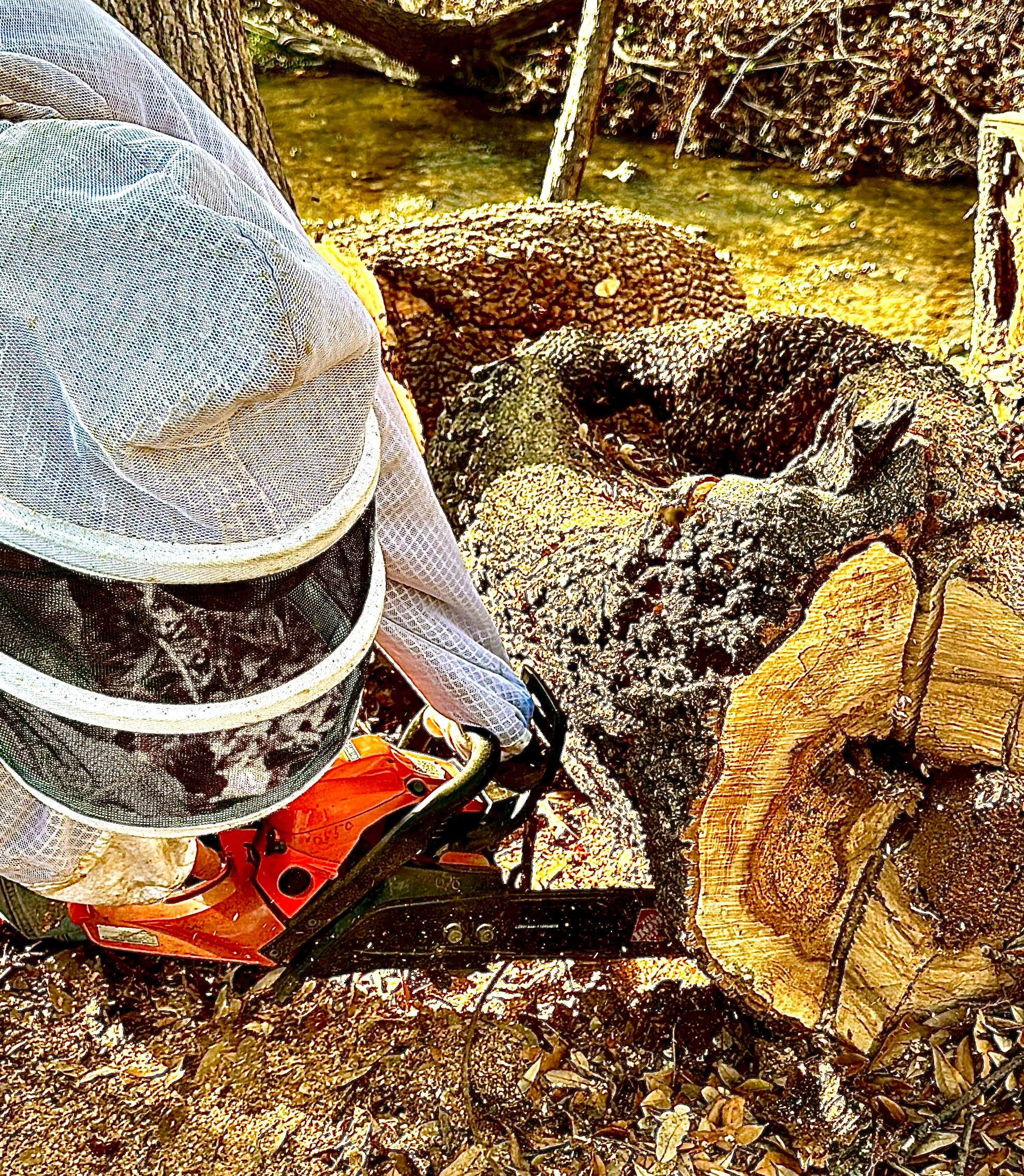 Fallen Tree by Rockwall Honey Bee Company