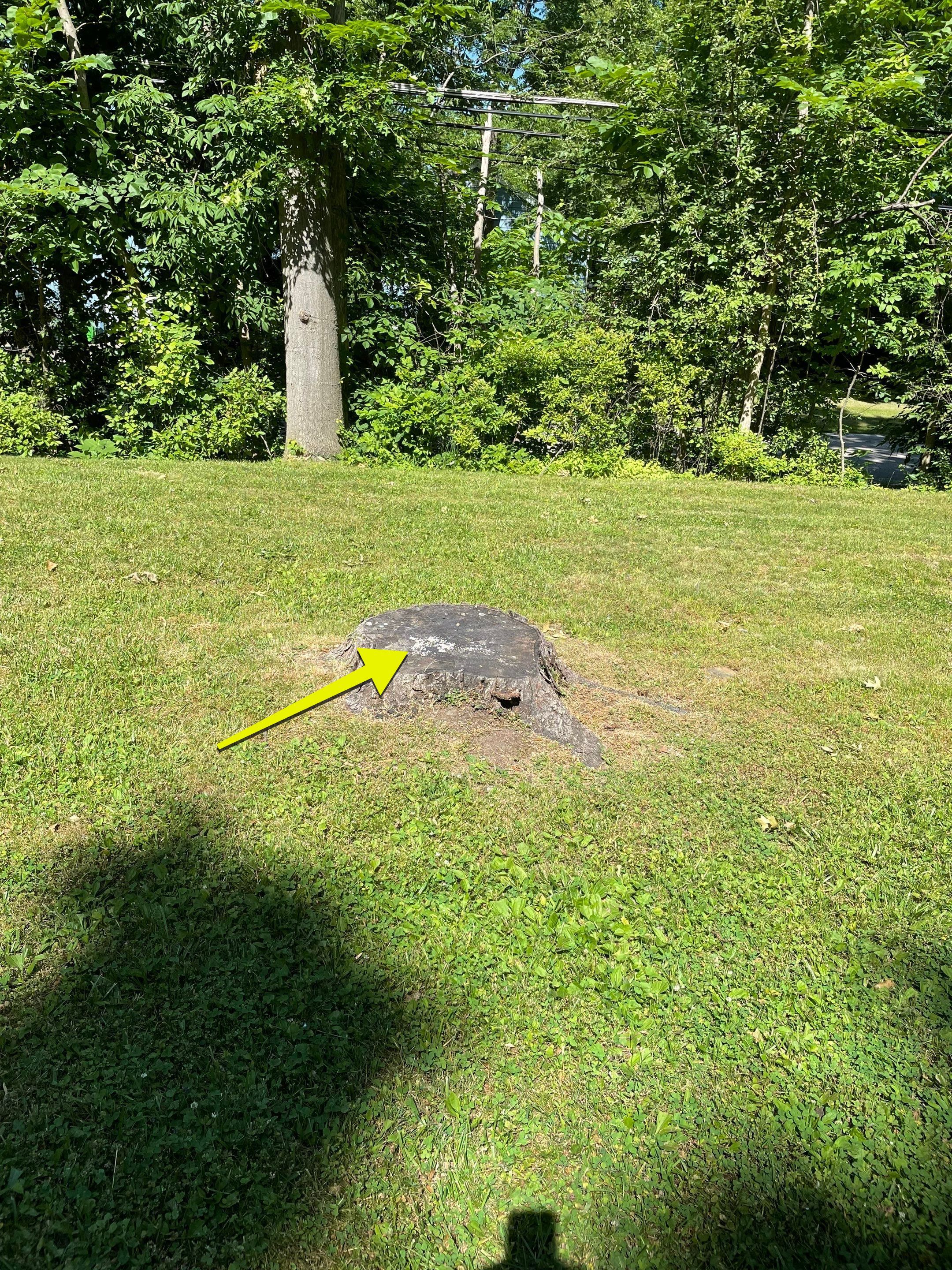 Tree Removal using Tree Removal by Mike Jones & Sons Tree Service LLC 