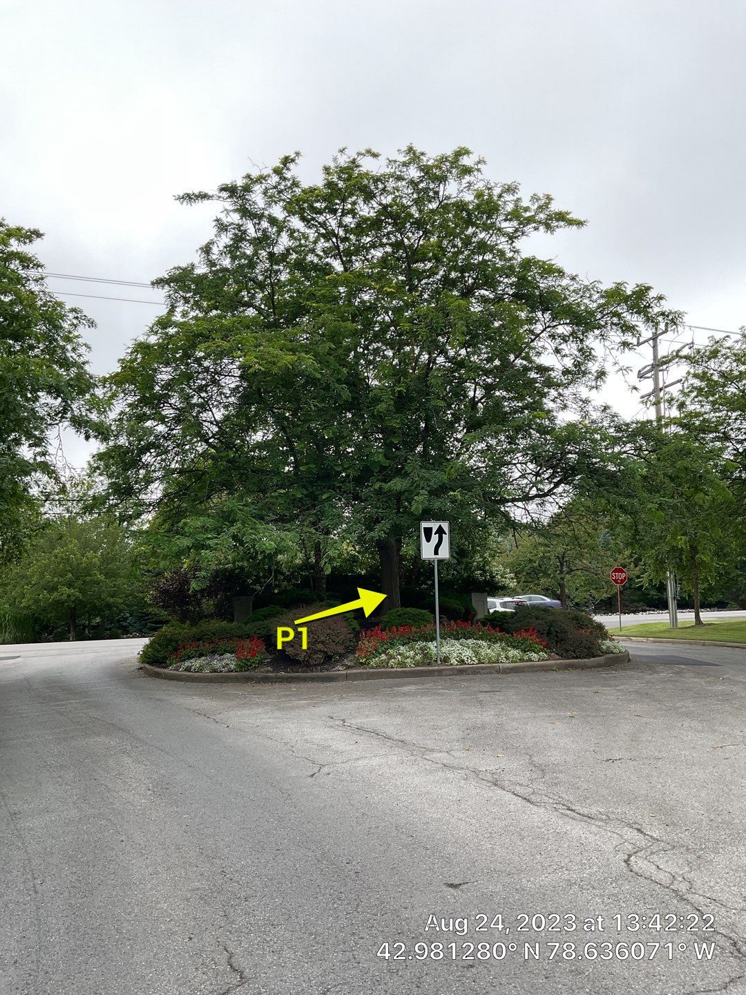 Tree Removal and Pruning by Treeman Tom LLC