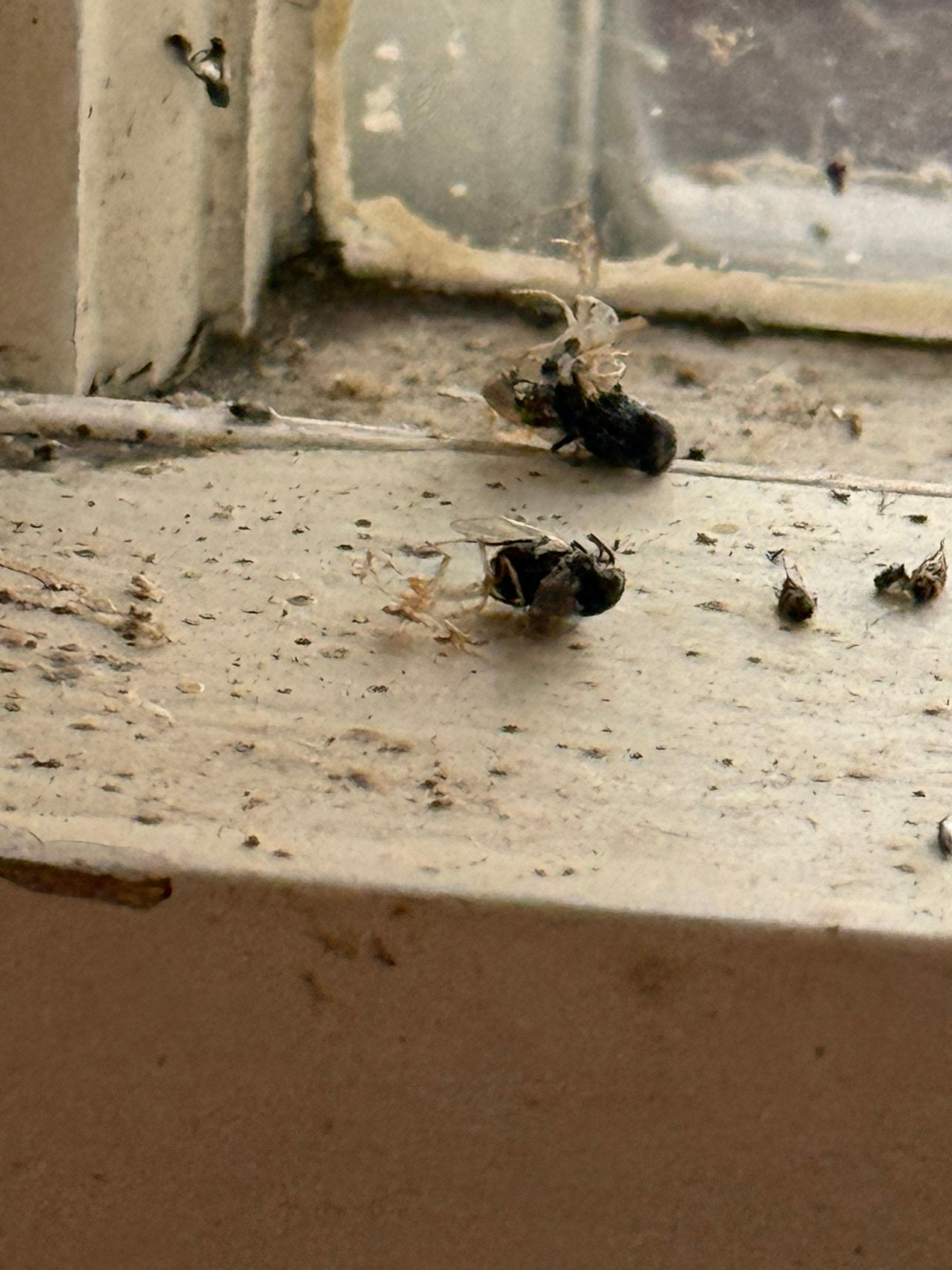 Biohazard, Unattended Death in Madison by Sadie’s Pro Cleaning